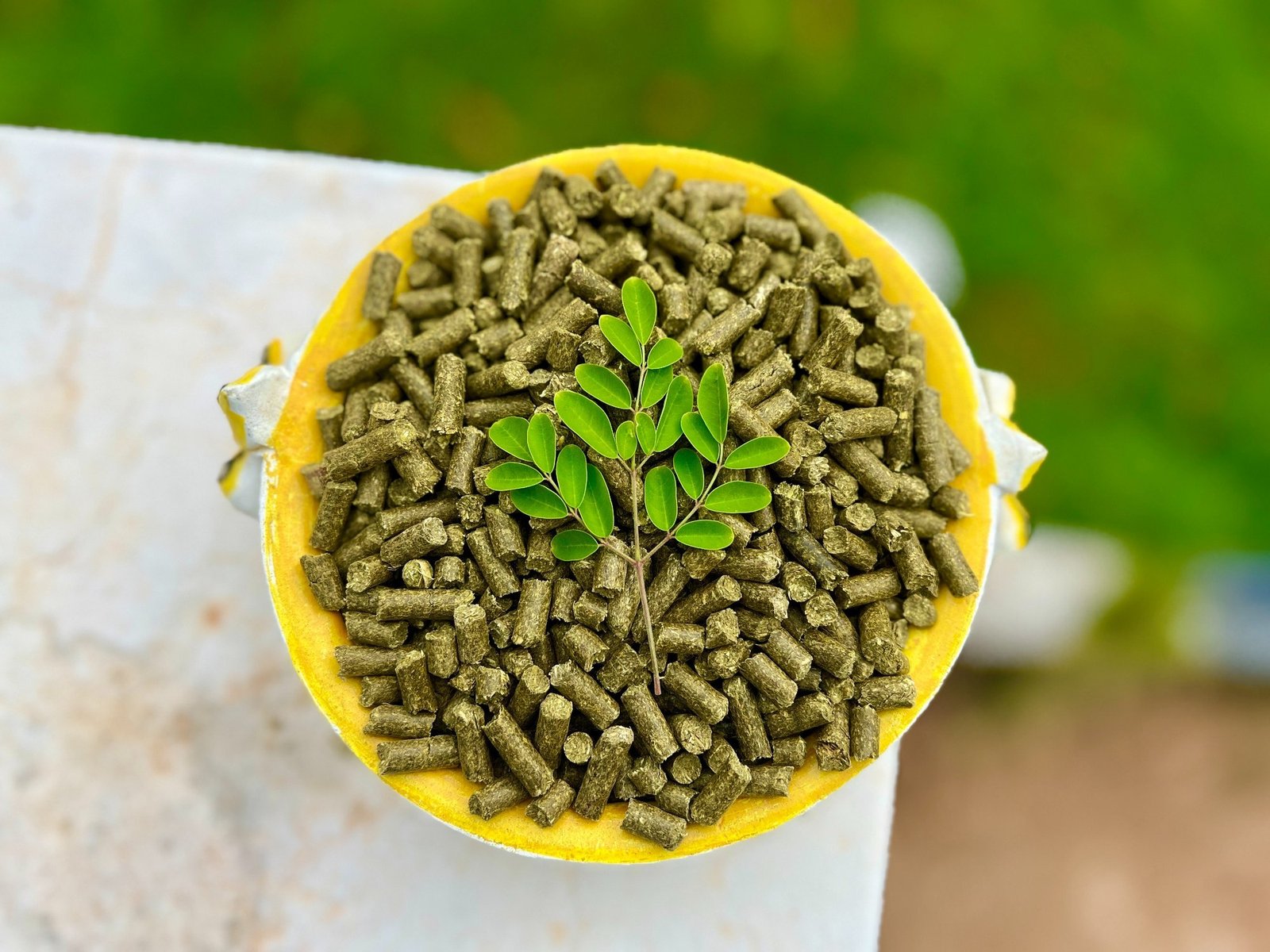 Moringa Animal Feed